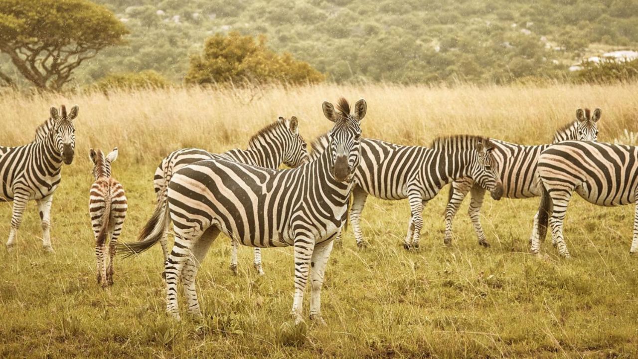 Nkomazi Game Reserve By Newmark 바드플라스 외부 사진