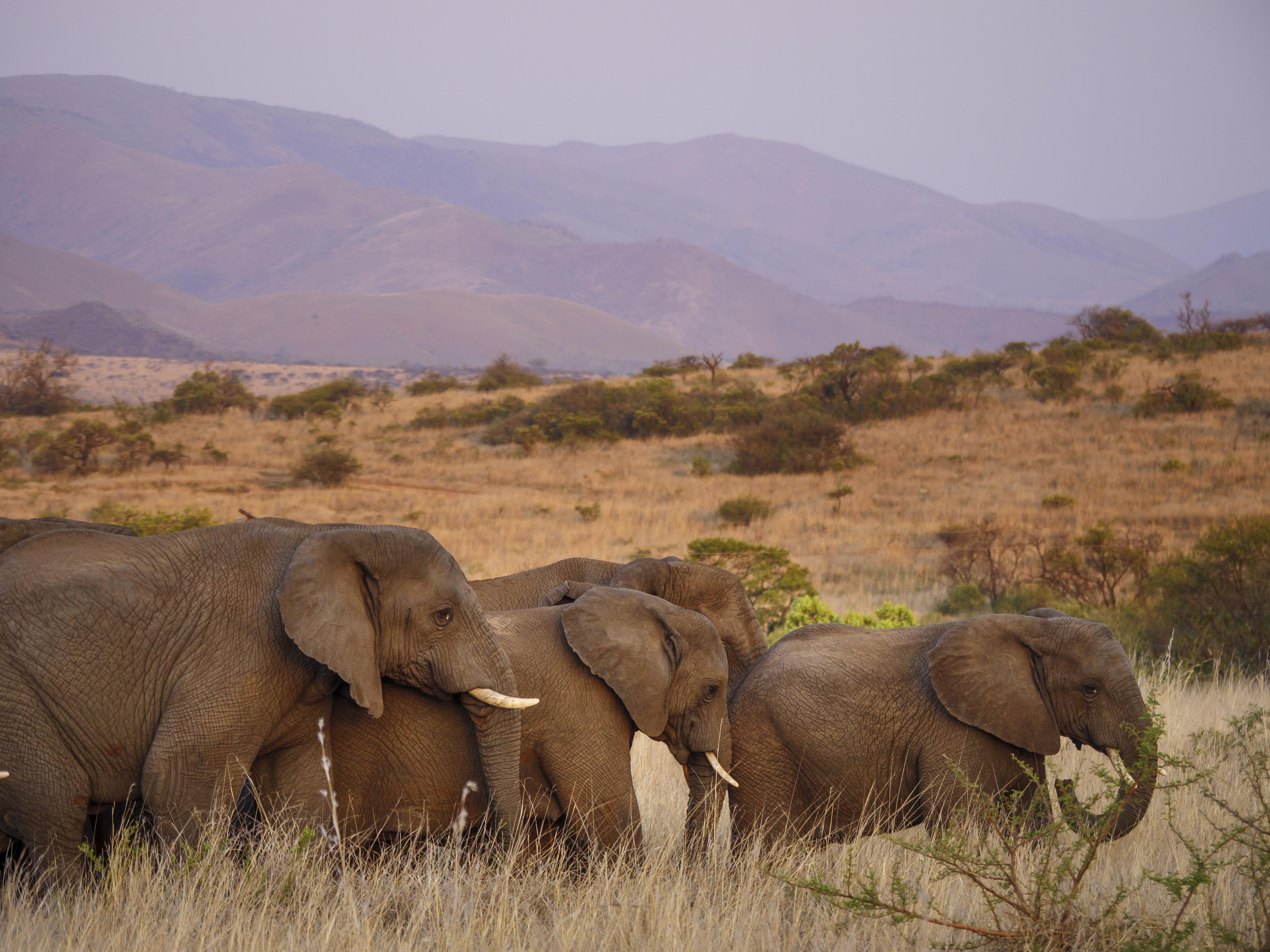 Nkomazi Game Reserve By Newmark 바드플라스 외부 사진