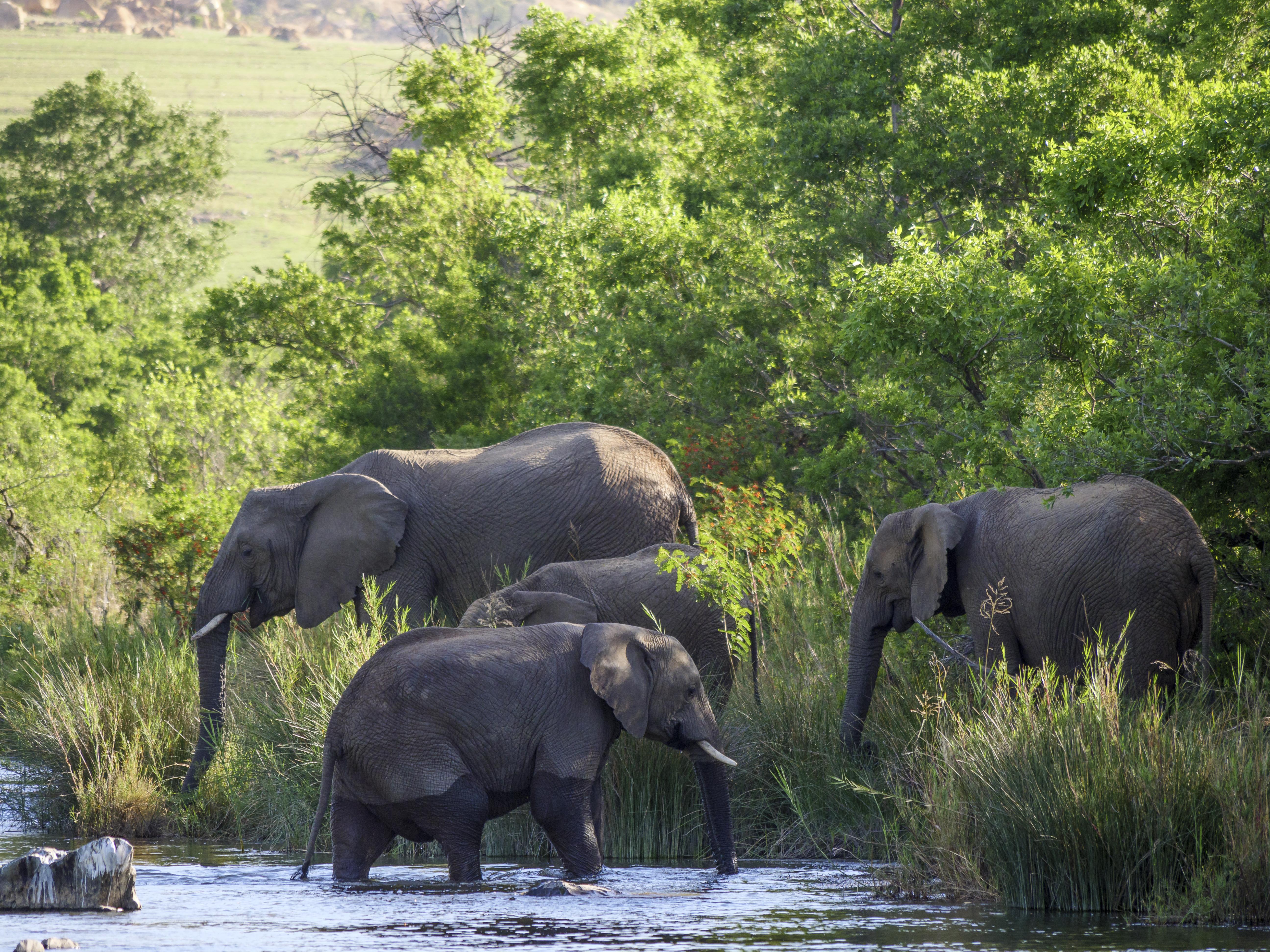 Nkomazi Game Reserve By Newmark 바드플라스 외부 사진